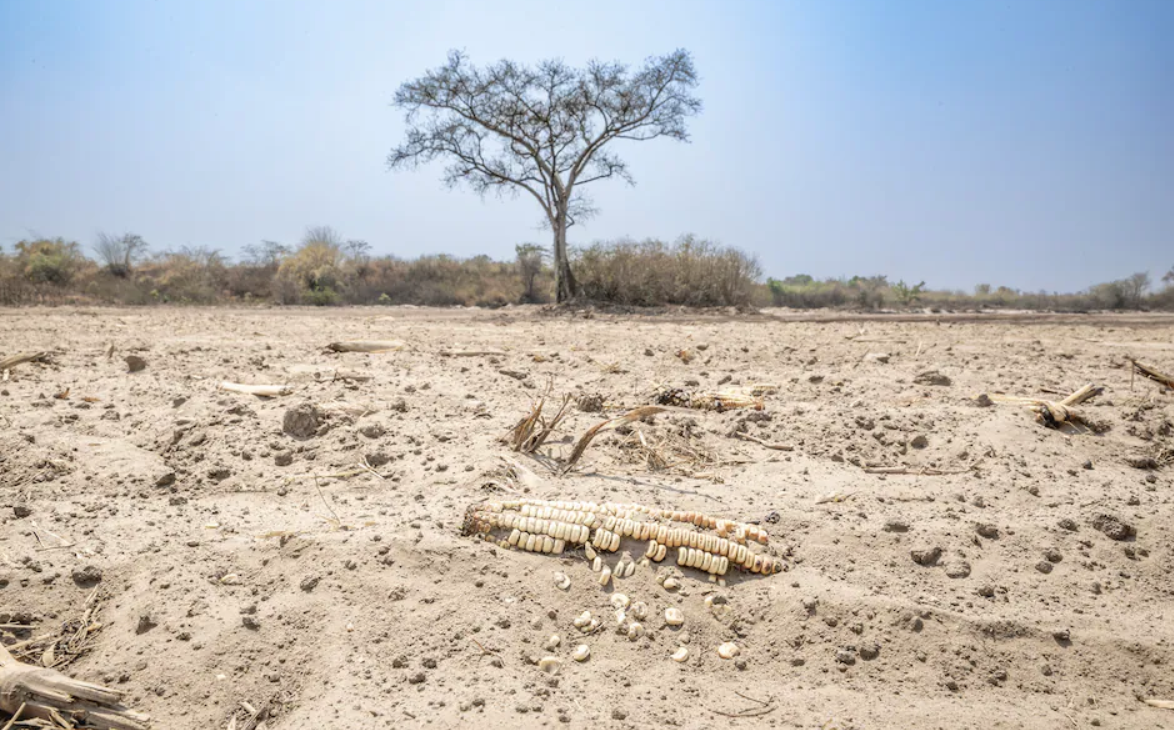 Afrika ölkəsində ekoloji fəlakət: Turşu tullantıları minlərlə hektarı məhv etdi (FOTO)